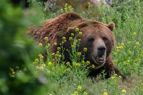 animals mating|Bears seen mating in trees—a scientific first